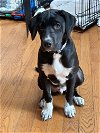 adoptable Dog in herndon, VA named Paulie
