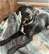 adoptable Dog in herndon, VA named McKenzie
