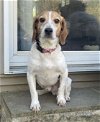 adoptable Dog in herndon, VA named Ralphie