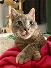 adoptable Cat in herndon, VA named Drax