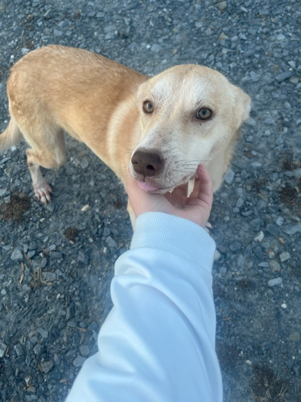 adoptable Dog in Herndon, VA named Charlotte URGENT FOSTER HOME NEEDED