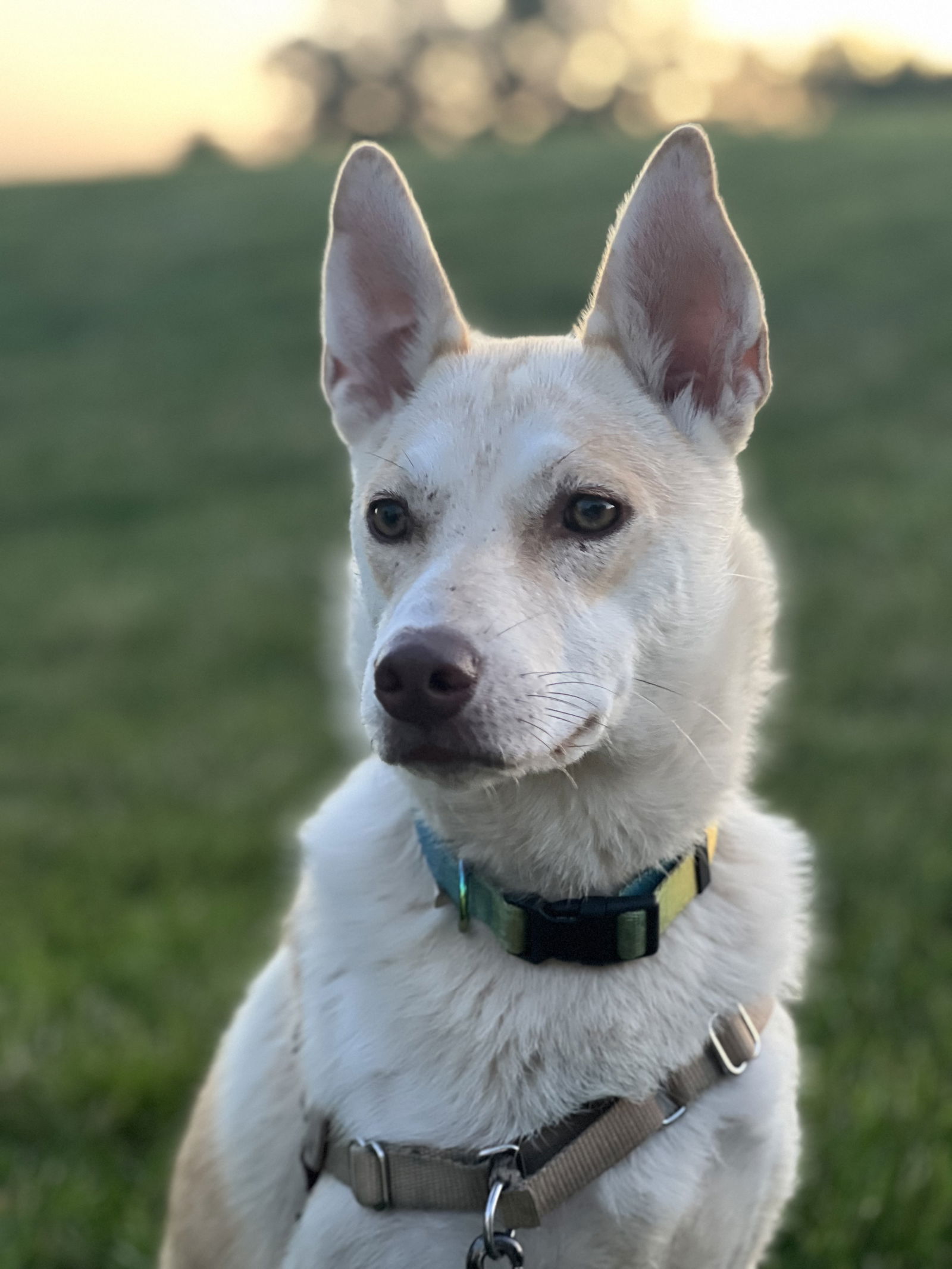 adoptable Dog in Herndon, VA named Charlotte