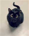 adoptable Cat in herndon, VA named Spectra