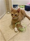 adoptable Cat in herndon, VA named Bentley (& Bandit) bonded