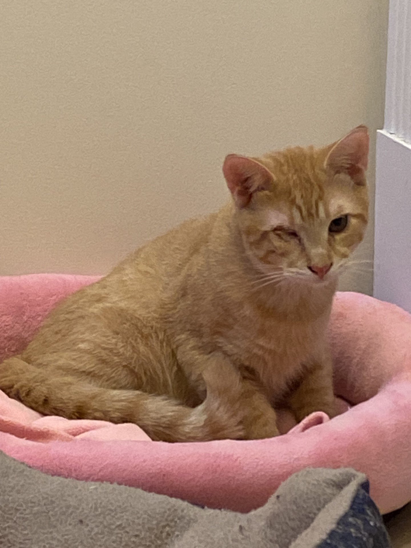 adoptable Cat in Herndon, VA named Bandit (& Bentley) bonded