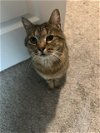 adoptable Cat in , VA named Goose FeLV+