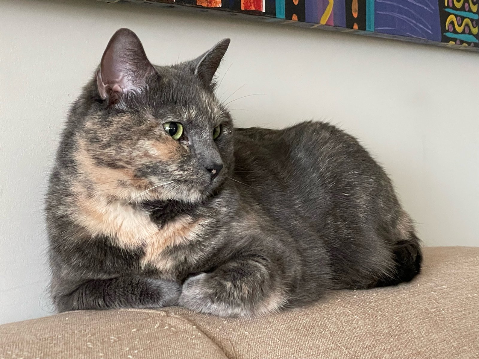 adoptable Cat in Herndon, VA named Scarlet & (Bella)
