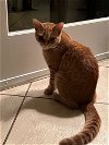 adoptable Cat in herndon, VA named Maverick & (Griffin)