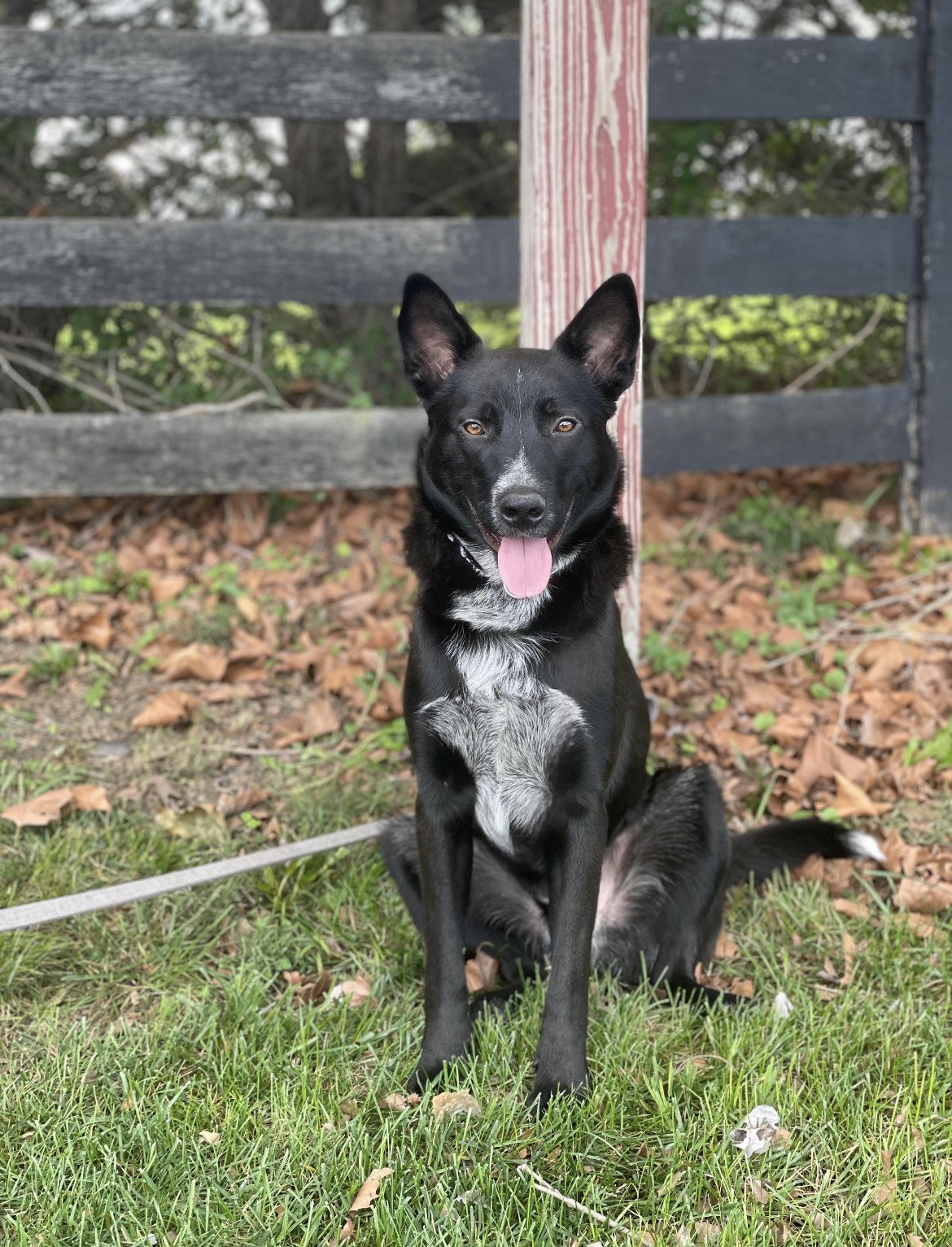 adoptable Dog in Herndon, VA named Cole