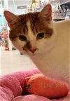 adoptable Cat in herndon, VA named Ed (& Cheddar) bonded
