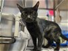adoptable Cat in herndon, VA named Zayru