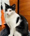 adoptable Cat in herndon, VA named Minnie (& Callie) - bonded