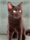 adoptable Cat in herndon, VA named Neo