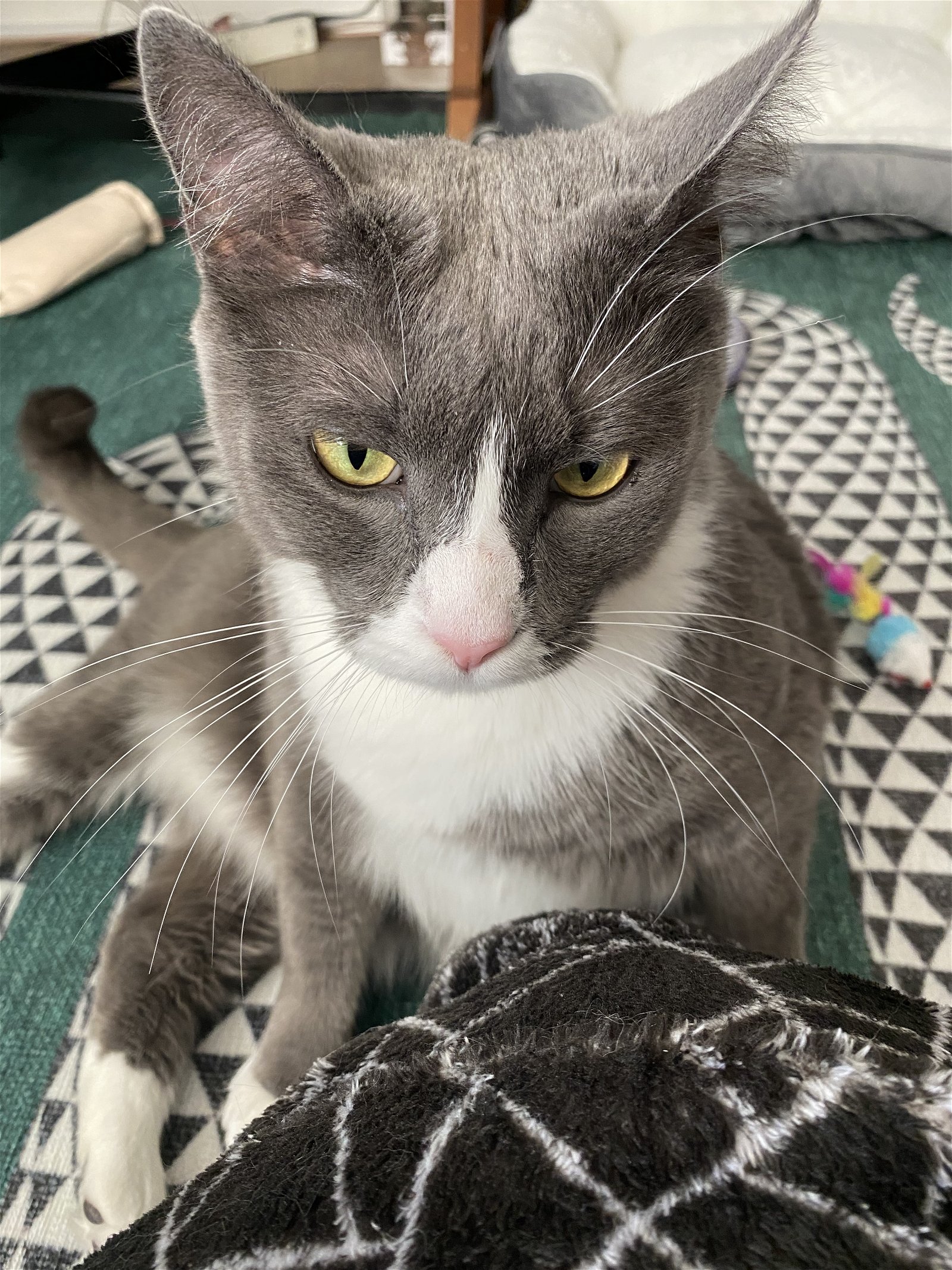 adoptable Cat in Herndon, VA named Balloo (& Miss Gracie) bonded