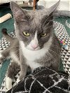 adoptable Cat in herndon, VA named Balloo (& Miss Gracie) bonded