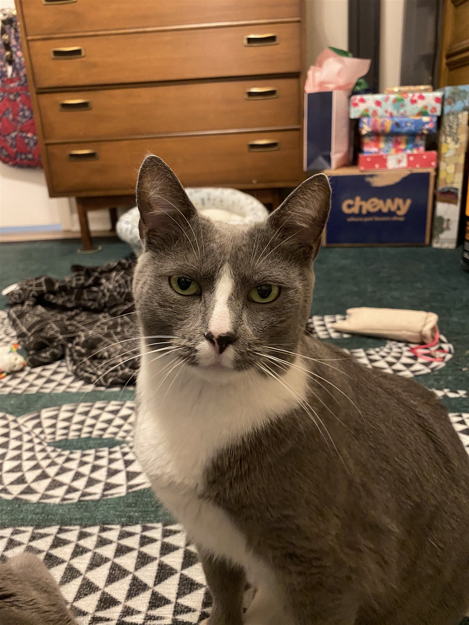 adoptable Cat in Herndon, VA named Miss Gracie (& Balloo) bonded