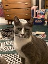 adoptable Cat in herndon, VA named Miss Gracie (& Balloo) bonded
