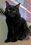 adoptable Cat in herndon, VA named Bella & (Scarlet)