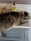 adoptable Cat in  named Misha maine coon barn cat