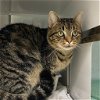 adoptable Cat in herndon, VA named Max
