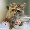 adoptable Cat in herndon, VA named Piper