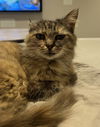 adoptable Cat in Herndon, VA named Piper - FOSTER NEEDED!