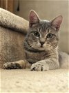 adoptable Cat in herndon, VA named Tangelo & (Tangerine)