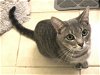 adoptable Cat in herndon, VA named Tangerine & (Tangelo)