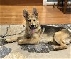 adoptable Dog in herndon, VA named Tucker