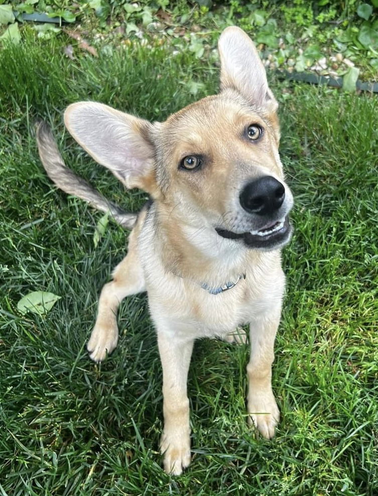 adoptable Dog in Herndon, VA named Tucker