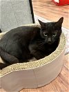 adoptable Cat in herndon, VA named Evangeline