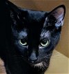 adoptable Cat in herndon, VA named Veronica (& Victoria) bonded