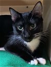 adoptable Cat in herndon, VA named Victoria (& Veronica) bonded