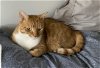 adoptable Cat in herndon, VA named Crush (& Boom) bonded