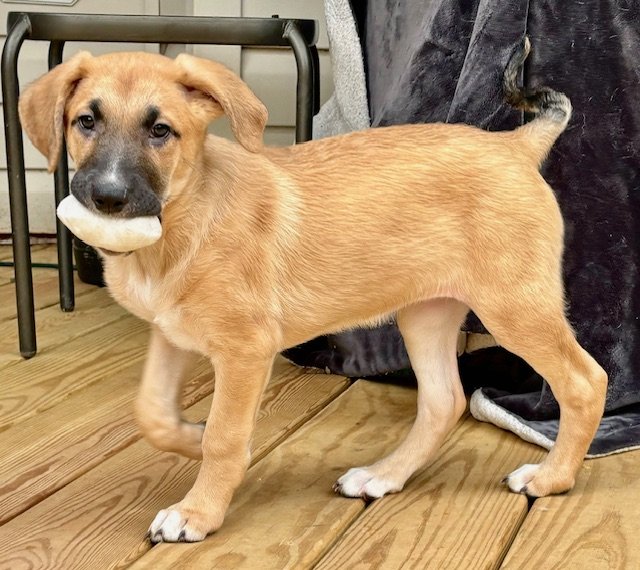 adoptable Dog in Herndon, VA named Bette
