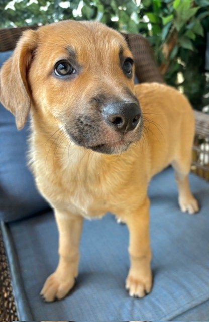 adoptable Dog in Herndon, VA named Lola