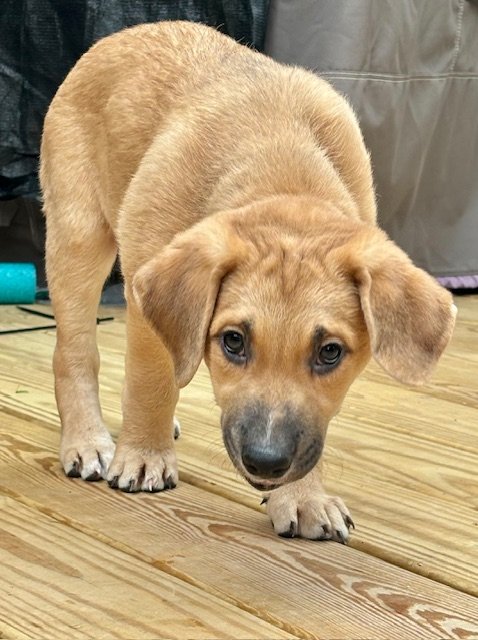 adoptable Dog in Herndon, VA named Wallace