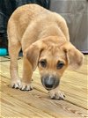 adoptable Dog in herndon, VA named Wallace