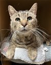 adoptable Cat in herndon, VA named Lous