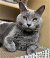 adoptable Cat in herndon, VA named Misty (& Boo) - bonded