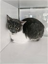 adoptable Cat in herndon, VA named Natty
