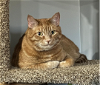 adoptable Cat in springfield, VA named Sebastian  FEE SPONSORED
