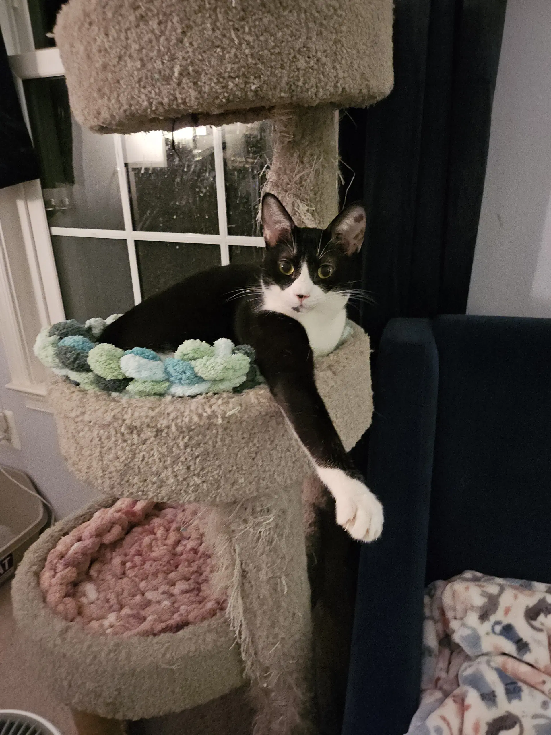 Pink - Domestic Short Hair