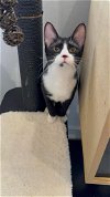 adoptable Cat in herndon, VA named Pink