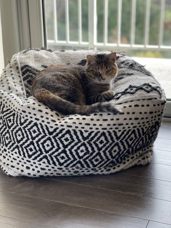 Juliet (& Romeo) - bonded