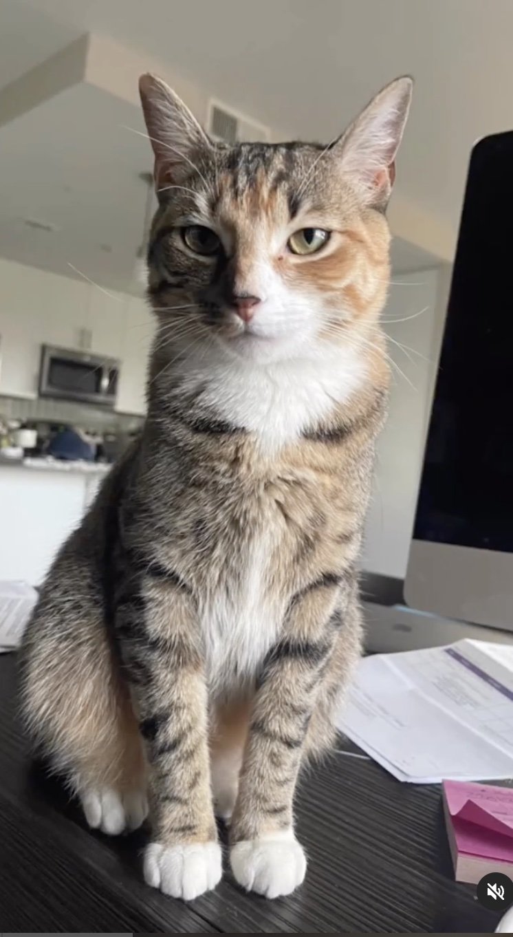 adoptable Cat in Herndon, VA named Juliet (& Romeo) bonded
