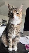 adoptable Cat in , VA named Juliet (& Romeo) bonded