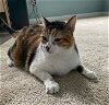 adoptable Cat in herndon, VA named Biscuits