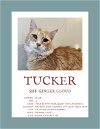 adoptable Cat in herndon, VA named Tucker