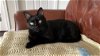 adoptable Cat in herndon, VA named Maddie (& Sylvester) bonded